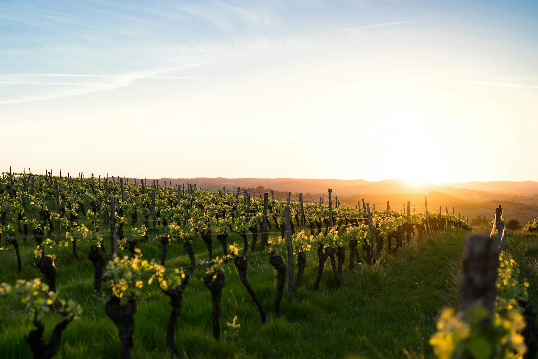 Rangs de vigne éclairés par un soleil rasant