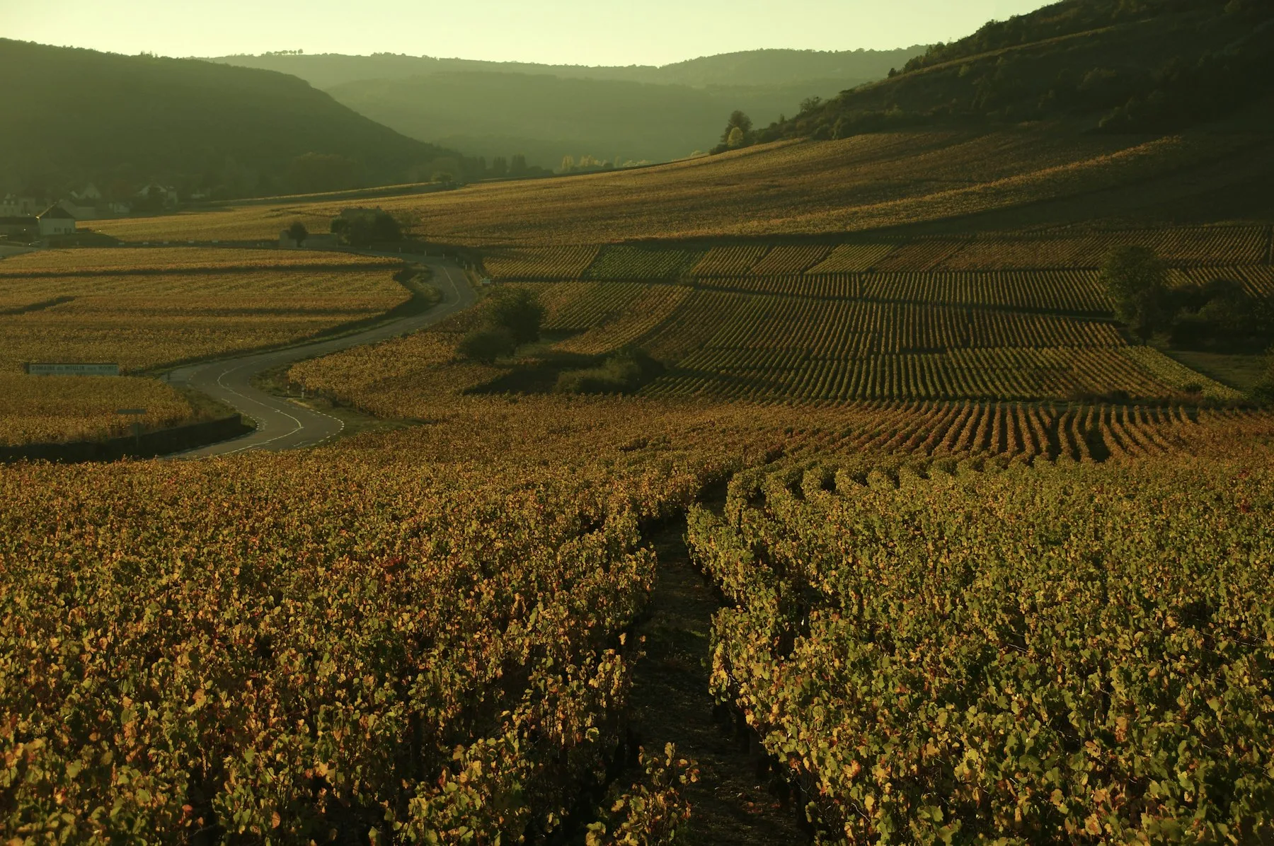 Coteaux plantés de vigne au coucher du soleil